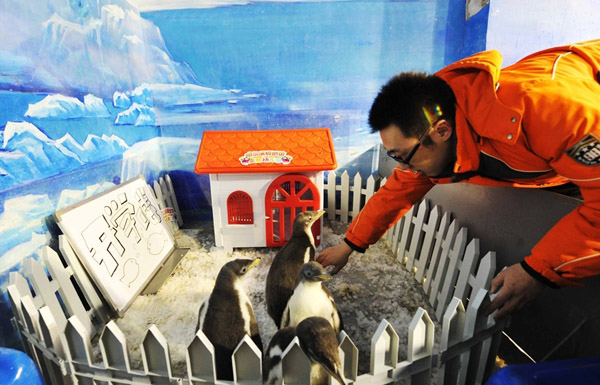 Harbin Polarland Penguin, Penguins in China
